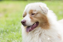 Pastor Asutraliano primer plano retrato