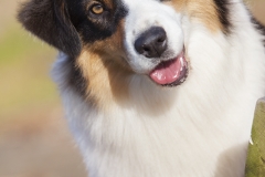 Pastor Asutraliano retrato 06