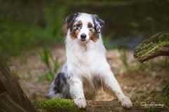 Pastor Australiano 01