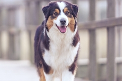 Pastor Australiano 01