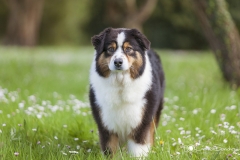 Retrato de Pastor Australiano