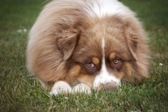 Pastor Australiano 04