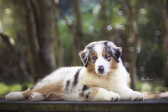Pastor-Australiano-cachorro-02