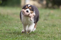 Pastor Australiano cachorro