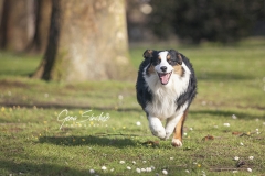 Pastor-Australiano-carrera