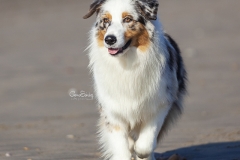 Pastor Australiano de la Noval