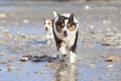 Perros Pastor Australiano corriendo en la playa