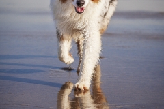 Pastor Australiano en la playa