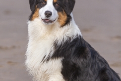 Pastor-Australiano-retato-01