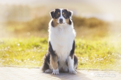 Pastor Australiano retraoto exterior