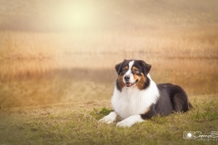 Pastor Australiano retrato 02