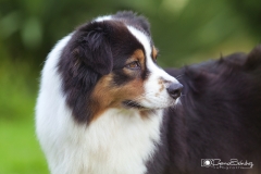 Pastor Australiano retrato