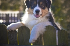 Pastor-Australiano.-Cachorro