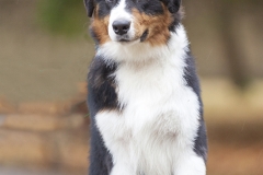 Pastor Australiano. Retrato