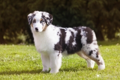 Pastor australiano posando