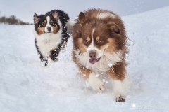 Pastores Asustralianos en la nieve