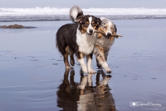 Pastores Australianos playa
