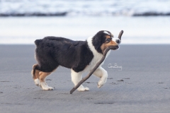 Perrito con palo