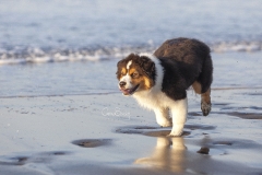Perrito en la playa