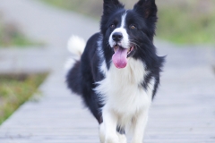 Perro Border Collie