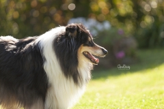 Perro Collie 01