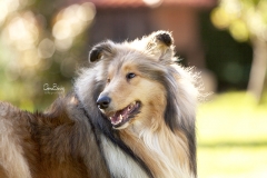 Perro Collie retrato