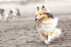 Perro Collie