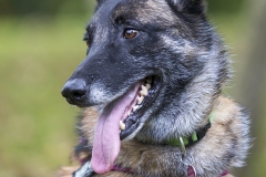 Perro-Malinois-India-1