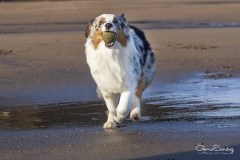 Perro con pelora