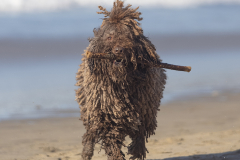 Perro-de-Aguas-Argos