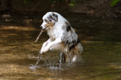 Perro en el agua