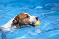 Perro en la piscina