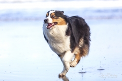 Perro en la playa 01