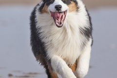 Perro-en-plena-carrera