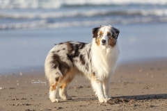 Perro pastor australiano