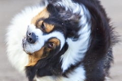 Perro sacudiendose