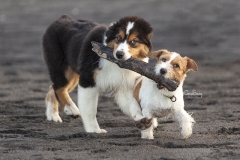 Perros con un palo