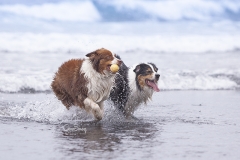 Perros corriendo en la playa