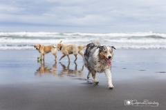 Perros en la playa 02