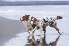 Perros en la playa 06