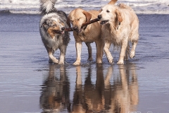 Perros en la playa