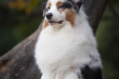 Perros-fotografía-profesional