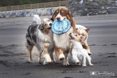 Perros varios jugando