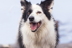 Retrato Border Collie