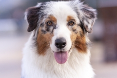 Retrato Pastor Australiano