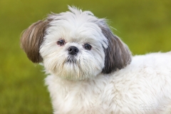 Retrato de Shih itzu