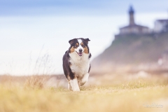 Retrato perro en faro