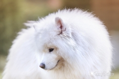 Samoyedo perro