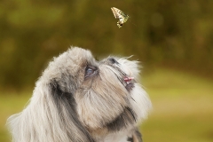 Shih itzu y mariposa