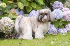 Shih tzu en el jardín